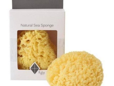 Sea Sponge For Sale